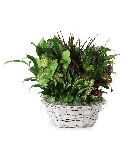 EXTRA LARGE BASKET GARDEN PLANT