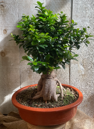 Extra Large Bonsai Ficus Retusa plant