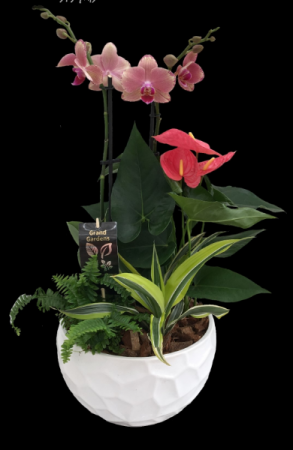 Extra Large Double Orchid Planter 
