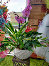 Extra Large Orchid Planter  Available after 02/10 