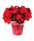 Extra large Red Poinsettia 10-12 inch pot  Poinsettia 