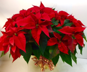 Extra Large Red Poinsettia 