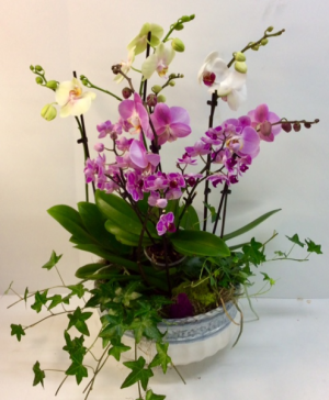 Extra Large Triple Orchid Garden 