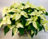  White Poinsettia Plant 