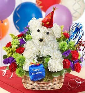 EXTREME BIRTHDAY A-DOG-A-BLE (components may vary)