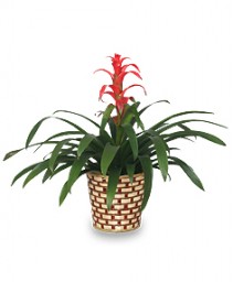 TROPICAL BROMELIAD PLANT  Guzmania lingulata major 