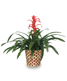 TROPICAL BROMELIAD PLANT Guzmania lingulata major