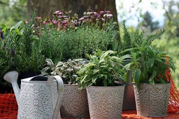 Herb Container Seasonal - Mixed Perennial Herb Plants