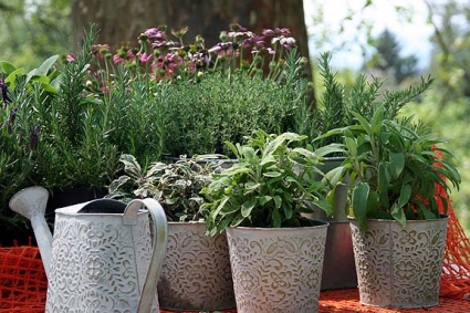 Herb Container (Seasonal)  Mixed Perennial Herb Plants (Call to verify availability)
