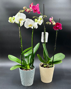 Fabulous Double Phalaenopsis Orchids Blooming Plant