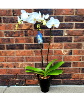 FABULOUS DOUBLE PHALAENOPSIS ORCHIDS BLOOMING PLANT