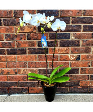 FABULOUS PHALAENOPSIS ORCHID BLOOMING PLANT - Double Stem Waterfall