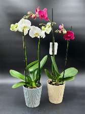 FABULOUS DOUBLE PHALAENOPSIS ORCHIDS blooming plant