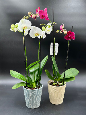 FABULOUS DOUBLE PHALAENOPSIS ORCHIDS blooming plant