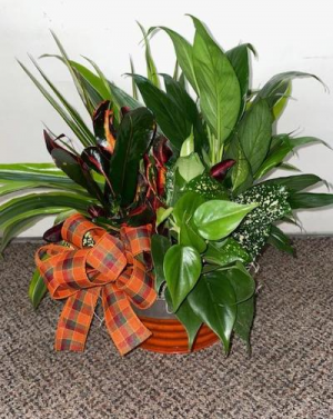 Fabulous Orange Dish Garden  Assorted Plants (local delivery only)