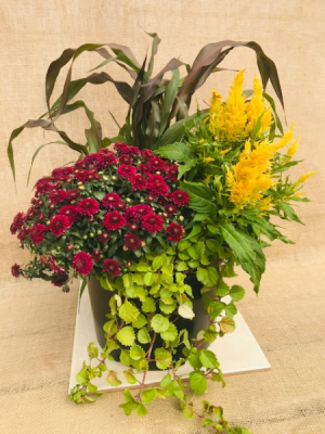Fabulous Fall Patio Pot in Coleman, WI | COLEMAN FLORAL & GREENHOUSES Fabulous Fall Patio Pot in Coleman, WI | COLEMAN FLORAL & GREENHOUSES