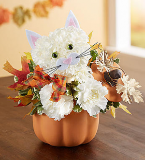 Fabulous Feline™ for Fall *ON SALE* in Valley City, OH | HILL HAVEN FLORIST & GREENHOUSE Fabulous Feline™ for Fall *ON SALE* in Valley City, OH | HILL HAVEN FLORIST & GREENHOUSE