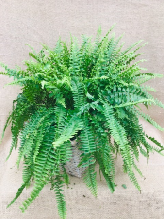 Fabulous Fern Houseplant