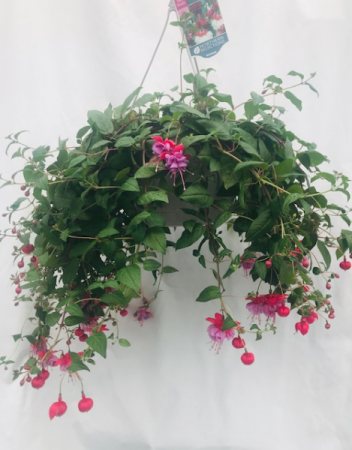 Fabulous Fushia Hanging Basket
