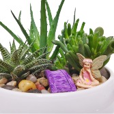 Fairy Dish Garden Plants
