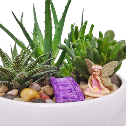 Fairy Dish Garden Plants