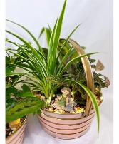 Fairy Garden Basket House Plants