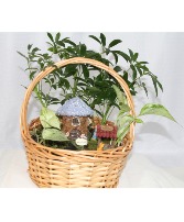 Fairy Garden Plant
