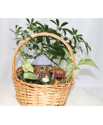 Fairy Garden Plant