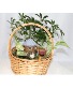 Fairy Garden Plant