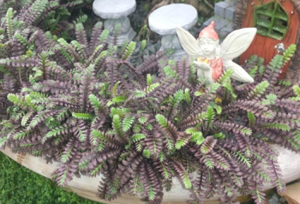 Fairy Garden Plants