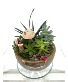 Fairy Succulent Garden in Medium Ceramic  Plant