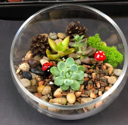 Fairy tale Succulent Garden Everyday