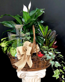 Faith plant basket Planter