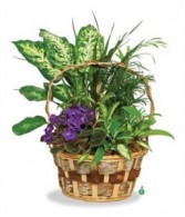 Touch of Violet  Basket Garden