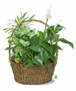 Green Botanical Garden Basket Garden