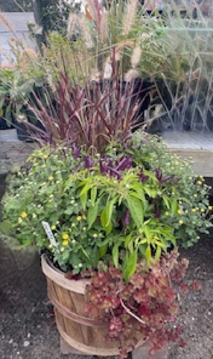 Fall Annual Planter with Perennial Outdoor Plant