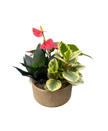 Fall Anthurium Fai Mix House Plant in Newmarket, ON | FLOWERS 'N THINGS FLOWER & GIFT SHOP