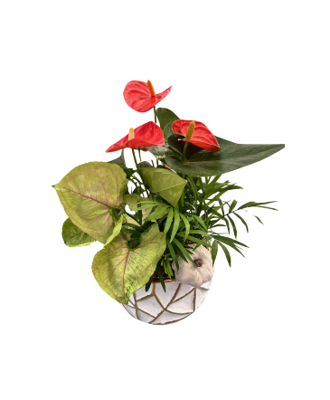 Fall Anthurium Gold House Plant in Newmarket, ON | FLOWERS 'N THINGS FLOWER & GIFT SHOP