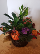 Fall basket of plants 