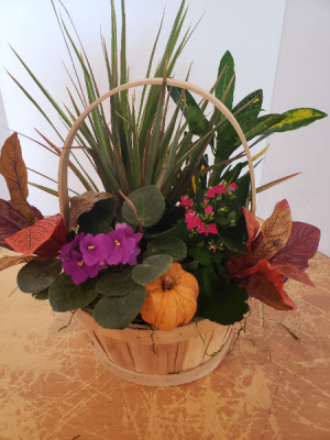 Fall basket of plants 