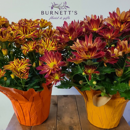 Fall Chrysanthemum Plant