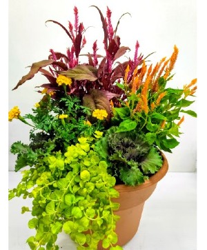 Harvest Hues Outdoor Garden 