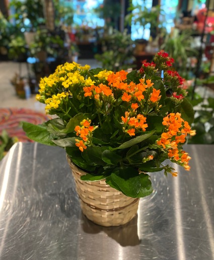 Fall Color Kalanchoe Blooming Plant 