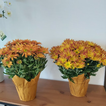 Fall Colored Pot Mum Blooming Plant