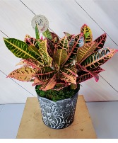 Autumn Croton Plant