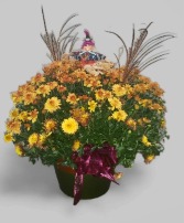 Fall Decorated Mum Plant  F-P23 Plant  Local delivery only
