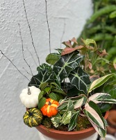 Fall Dish Garden