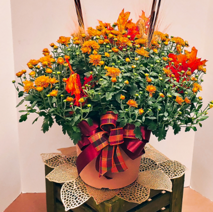 Fall Festival Mum 10