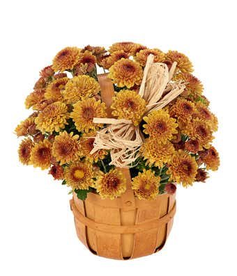 Fall Festival Mum 8