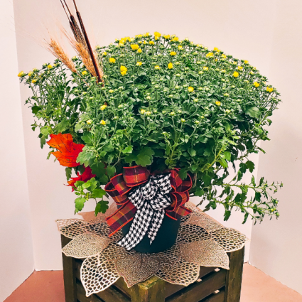 Fall Festival Mum 8